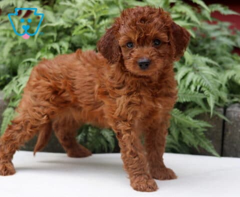 Lizzy Cockapoo2