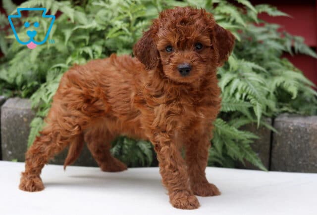Lizzy Cockapoo2 image