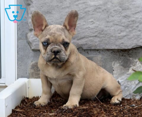 Stocky fawn French Bulldog puppy with large upright ears sitting on mulch in front of a rustic stone wall, looking straight at the camera with a sweet, confident expression.