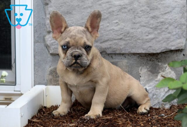 Stocky fawn French Bulldog puppy with large upright ears sitting on mulch in front of a rustic stone wall, looking straight at the camera with a sweet, confident expression. image