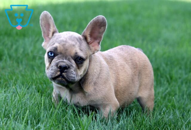 Playful fawn French Bulldog puppy with oversized bat ears standing in thick green grass, tilting its head slightly while making eye contact with the camera. image