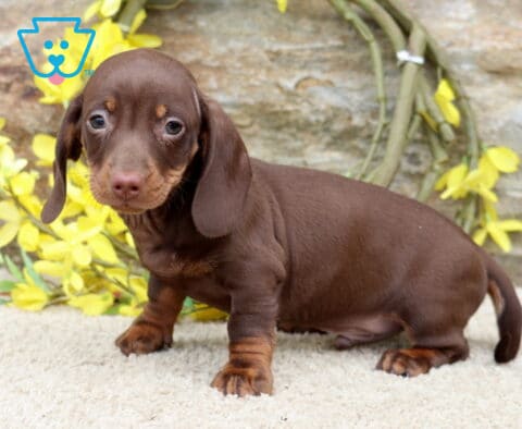 Ljay Mini Dachshund