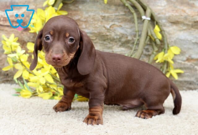 Ljay Mini Dachshund image