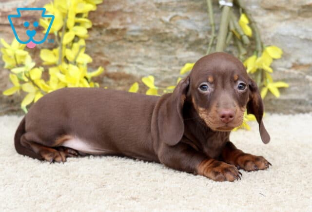 Ljay Mini Dachshund2 image