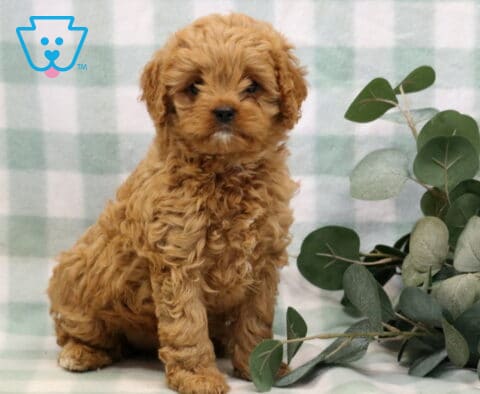 Lola Cavapoo