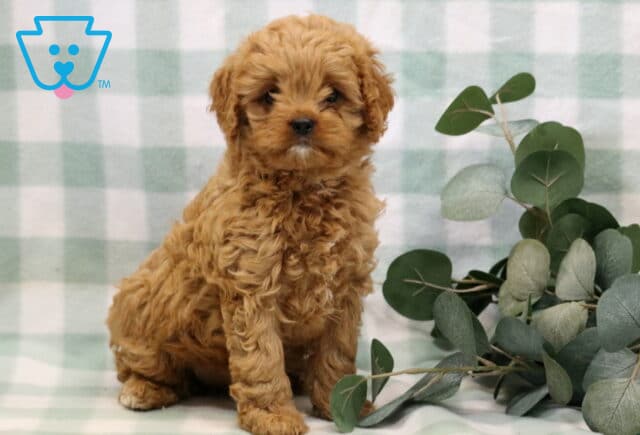 Lola Cavapoo image