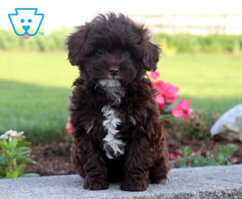 Dark chocolate Cavapoo puppy with a fluffy wavy coat sitting on a stone garden ledge, showcasing a striking white chest blaze, bright curious eyes, and vibrant pink flowers in the background.
