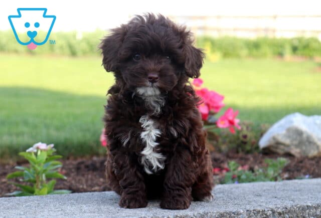 Dark chocolate Cavapoo puppy with a fluffy wavy coat sitting on a stone garden ledge, showcasing a striking white chest blaze, bright curious eyes, and vibrant pink flowers in the background. image