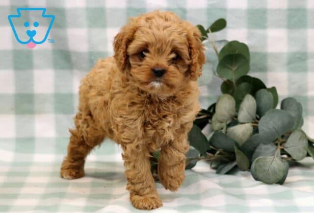 Lola Cavapoo2 image