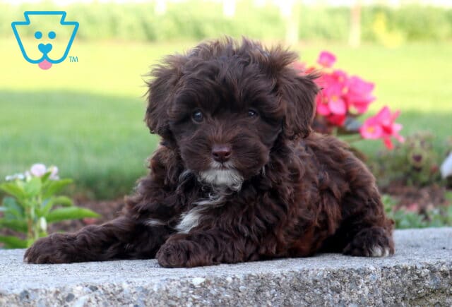 Chocolate Cavapoo puppy with a rich curly coat resting on a stone garden border, featuring a white chest accent, bright round eyes, and colorful flowers blooming in the background. image