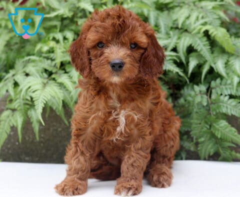 Lola Cockapoo