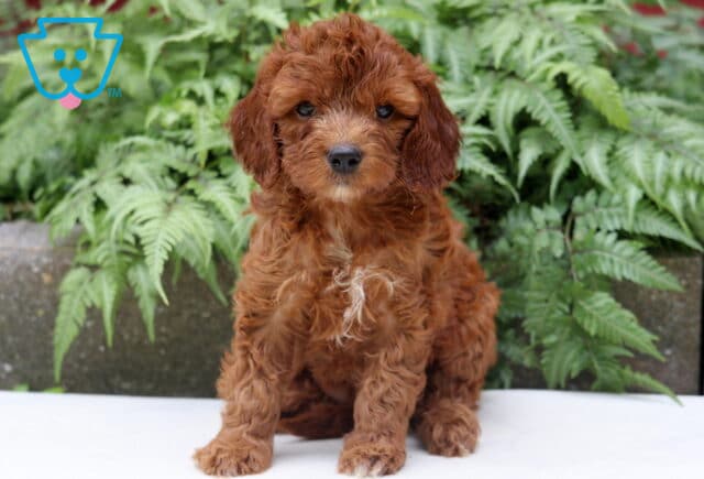 Lola Cockapoo image