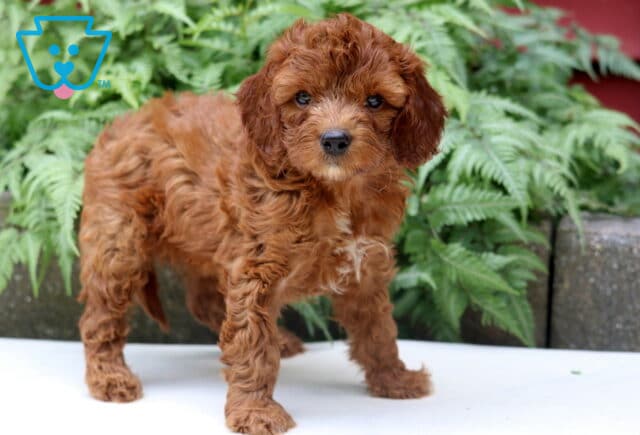 Lola Cockapoo2 image