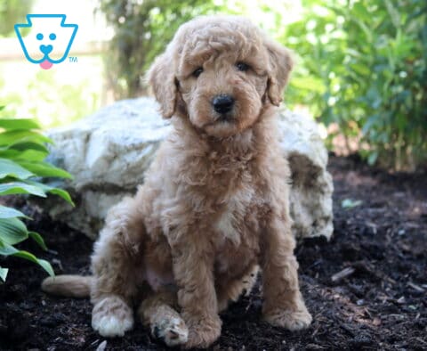 Lola MIni Goldendoodle