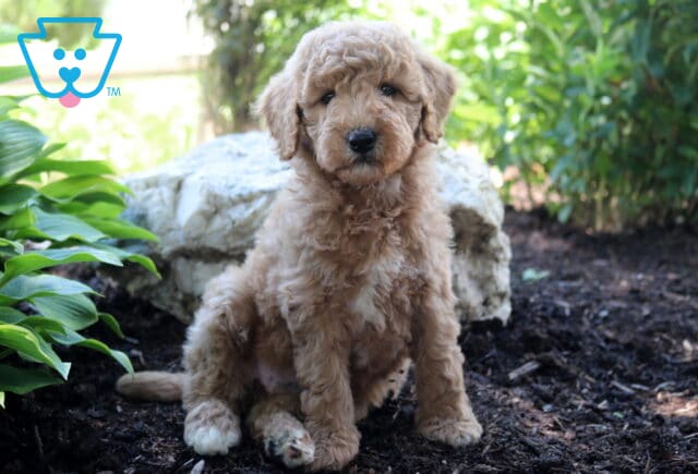 Lola MIni Goldendoodle image
