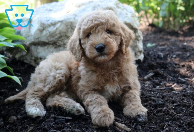 Lola MIni Goldendoodle2 image