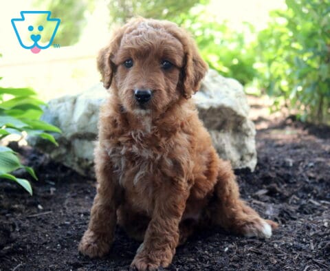 Lori Mini Goldendoodle