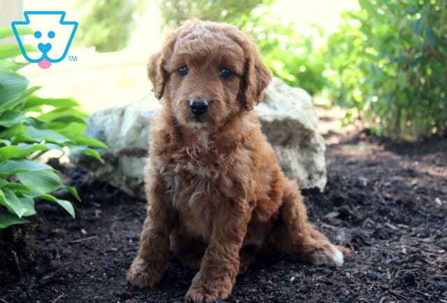 Lori Mini Goldendoodle image