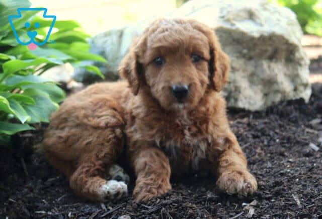 Lori Mini Goldendoodle2 image