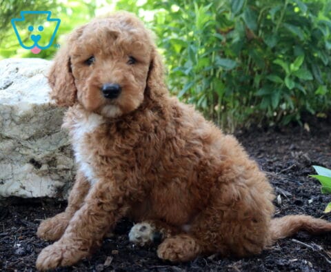Louie Mini Goldendoodle