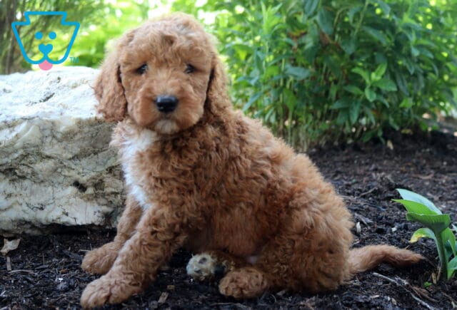 Louie Mini Goldendoodle image