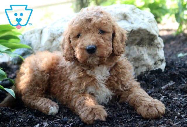 Louie Mini Goldendoodle2 image