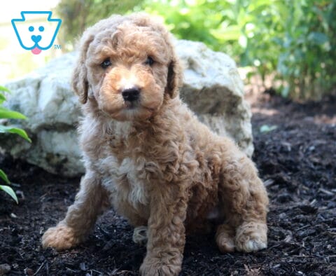 Love Mini Goldendoodle
