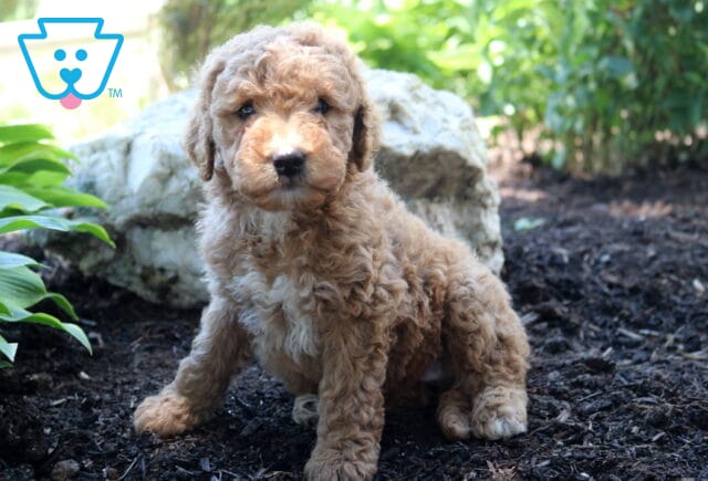 Love Mini Goldendoodle image