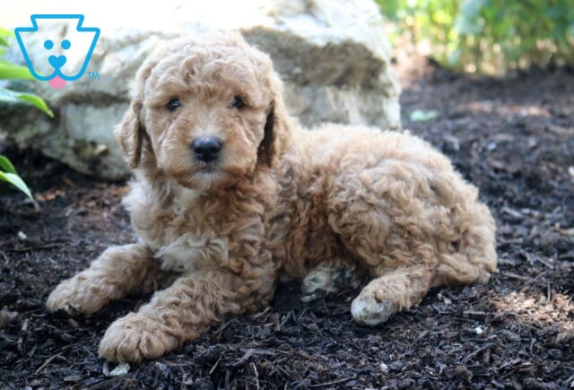 Love Mini Goldendoodle2 image