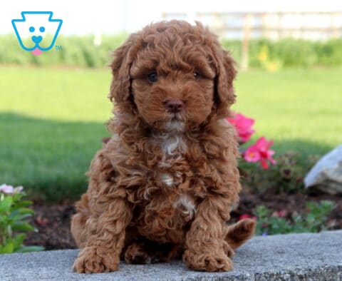 Rich red Cavapoo puppy with a dense curly coat sitting on a stone border in a flower garden, featuring a tiny white chest patch, expressive eyes, and a charming teddy bear appearance.
