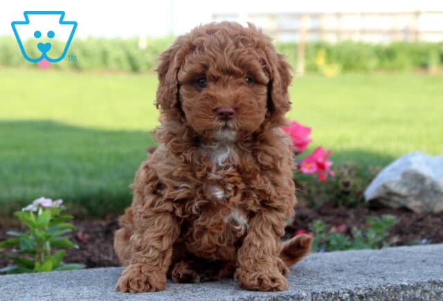Rich red Cavapoo puppy with a dense curly coat sitting on a stone border in a flower garden, featuring a tiny white chest patch, expressive eyes, and a charming teddy bear appearance. image