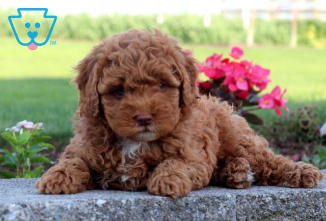 Red Cavapoo puppy with a fluffy curly coat lounging on a stone ledge outdoors, showcasing a tiny white chest marking, soft teddy bear features, and bright pink flowers in the background. image