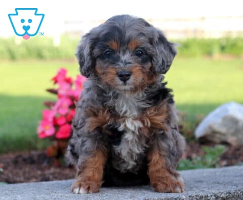 Blue merle Cavapoo puppy with tan points and a fluffy tri-color coat sitting on a stone ledge, featuring a white chest, expressive dark eyes, and colorful garden flowers in the background.