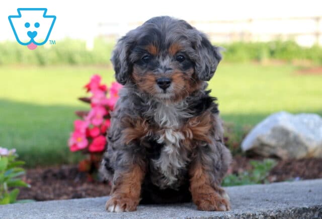 Blue merle Cavapoo puppy with tan points and a fluffy tri-color coat sitting on a stone ledge, featuring a white chest, expressive dark eyes, and colorful garden flowers in the background. image