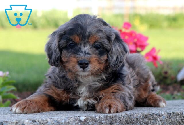 Blue merle Cavapoo puppy lounging on a stone ledge with a soft gray, black, and tan coat, white chest markings, and bright eyes, surrounded by colorful flowers and a green outdoor backdrop. image