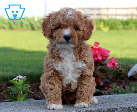 Apricot and white Cavapoo puppy with a curly coat sitting outdoors near colorful garden flowers, featuring a fluffy white chest, bright eyes, and an attentive expression.