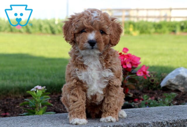 Apricot and white Cavapoo puppy with a curly coat sitting outdoors near colorful garden flowers, featuring a fluffy white chest, bright eyes, and an attentive expression. image