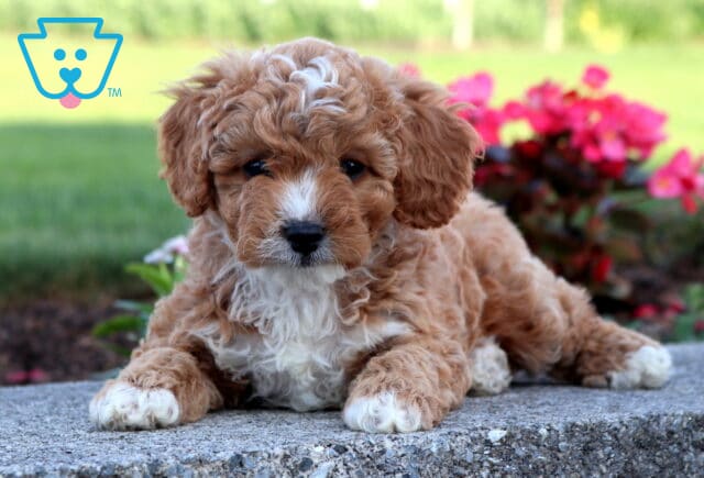Curly apricot Cavapoo puppy relaxing on a stone ledge in a garden setting, featuring white-tipped paws, a fluffy white chest, and a sweet face framed by vibrant pink flowers. image