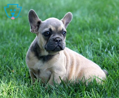 Adorable fawn French Bulldog puppy with a charcoal-gray face relaxing in lush green grass, ears perked and eyes focused off to the side with a calm, attentive expression.