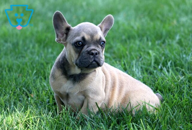 Adorable fawn French Bulldog puppy with a charcoal-gray face relaxing in lush green grass, ears perked and eyes focused off to the side with a calm, attentive expression. image