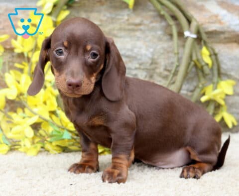 Luke Mini Dachshund