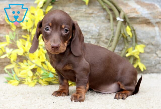 Luke Mini Dachshund image