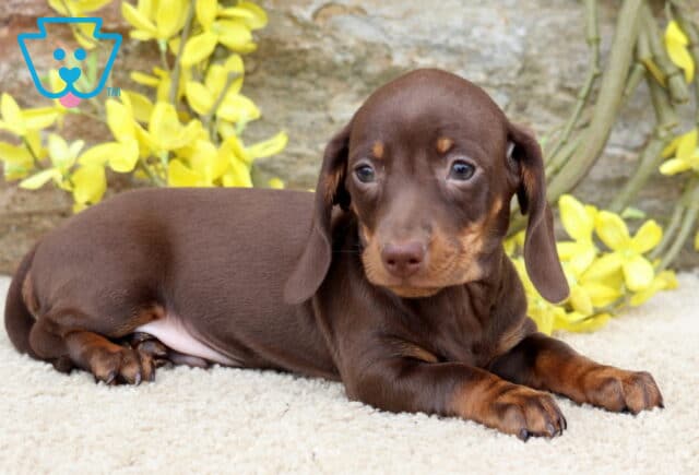 Luke Mini Dachshund2 image