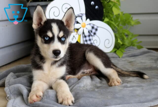 Alert blue-eyed Siberian Husky puppy relaxing on a soft gray blanket, showing off classic black and white markings beside a whimsical bee-themed garden decoration and lush greenery. image