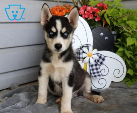 Blue-eyed Siberian Husky puppy sitting tall on a soft gray blanket with classic black and white markings, posing beside a charming bee-themed garden decoration and colorful flowers.