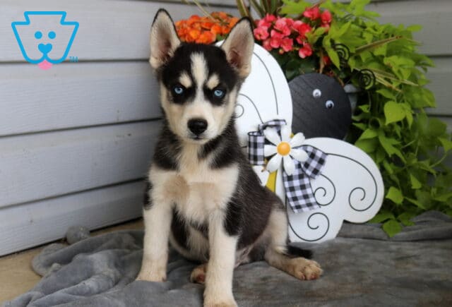 Blue-eyed Siberian Husky puppy sitting tall on a soft gray blanket with classic black and white markings, posing beside a charming bee-themed garden decoration and colorful flowers. image