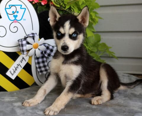 Beautiful black and white Siberian Husky puppy with striking blue eyes sitting on a soft blanket beside a cheerful bee decoration and vibrant greenery.