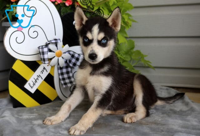 Beautiful black and white Siberian Husky puppy with striking blue eyes sitting on a soft blanket beside a cheerful bee decoration and vibrant greenery. image