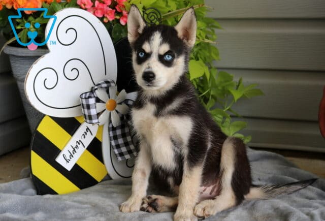 Alert Siberian Husky puppy with piercing blue eyes sitting proudly on a soft blanket beside a whimsical bee decoration and colorful potted flowers. image
