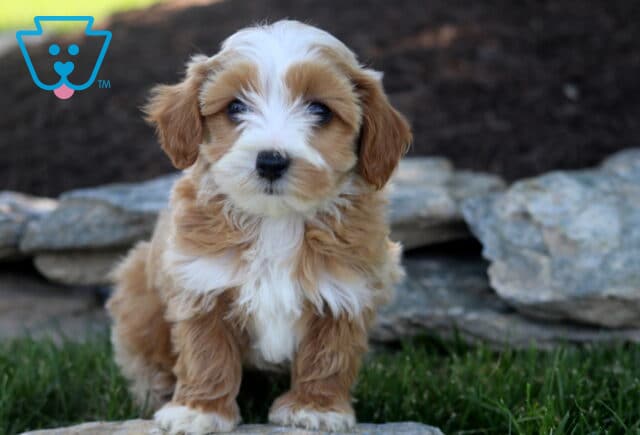 Fluffy tan and white Maltipoo puppy standing on a stone ledge, featuring a soft teddy bear face and silky coat, with a rustic rock wall in the background. image